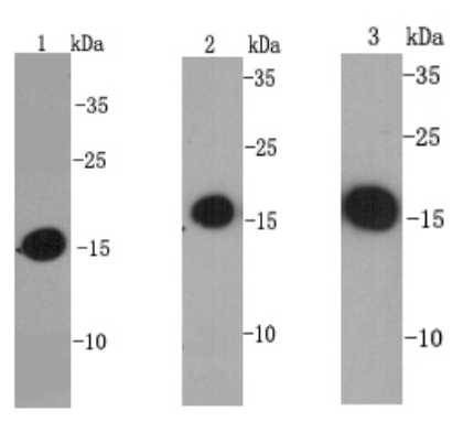 Anti-HIST1H3A Antibody (2M992)