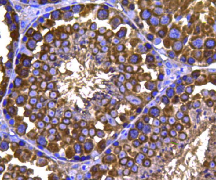Anti-HSP90AB1 Antibody (2Q57)