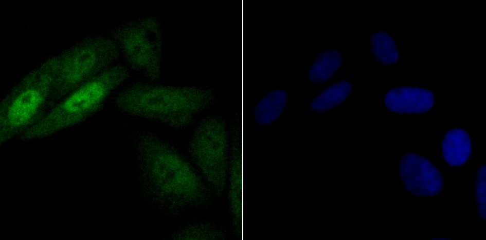 Anti-SYNCRIP Antibody (3C999)