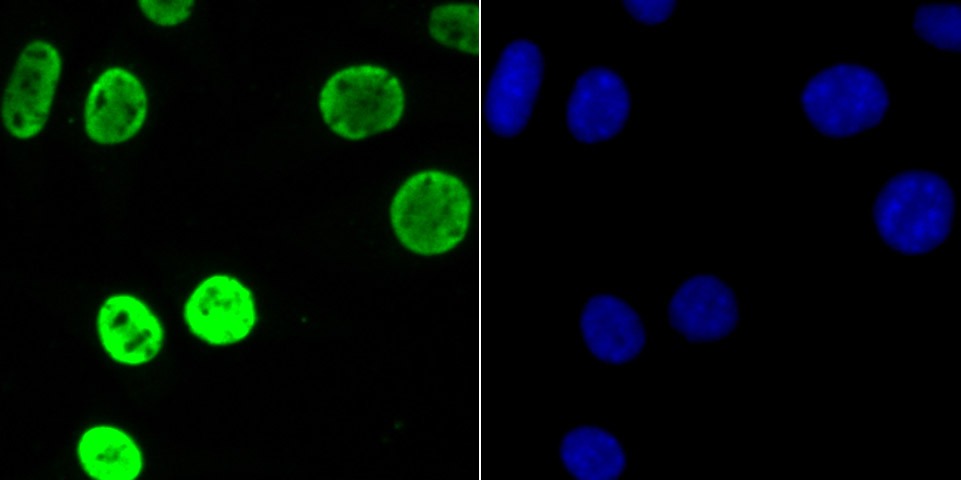 Anti-HNRNPU Antibody (9L701)