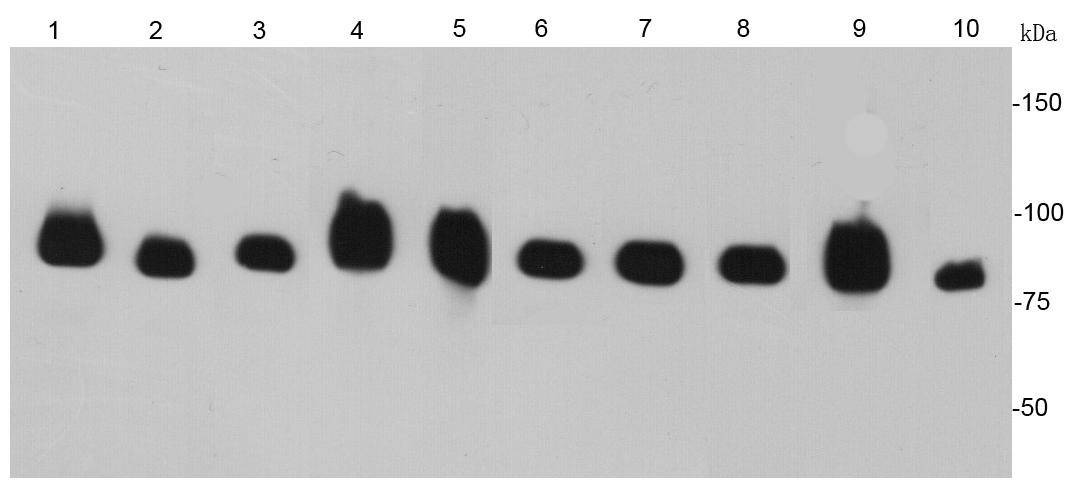 Anti-HSP90AB1 Antibody (2Q57)