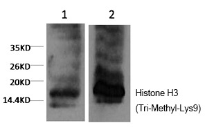 Anti-Tri-methyl-HIST1H3A (Lys9) Antibody (5G768)