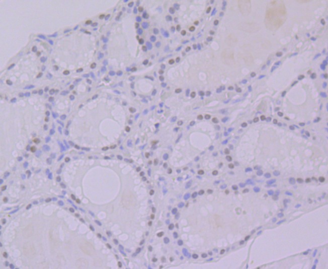 Anti-SYNCRIP Antibody (3C999)