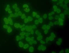 Anti-HIST1H3A Antibody (2M992)