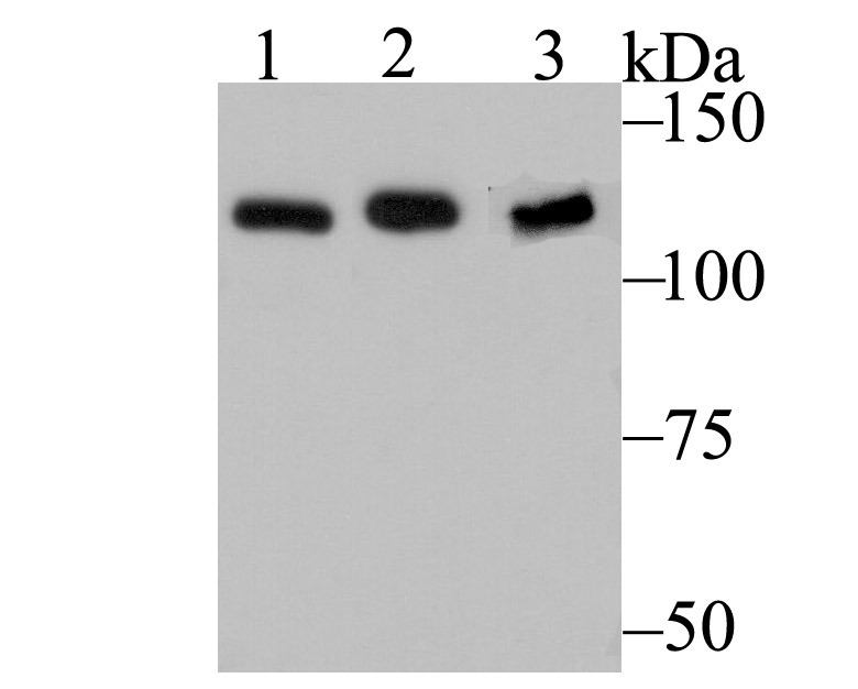 Anti-HNRNPU Antibody (9L701)