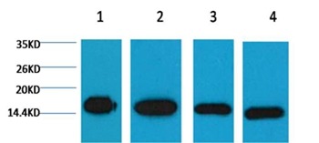 Anti-HIST1H3A Antibody (5H508)