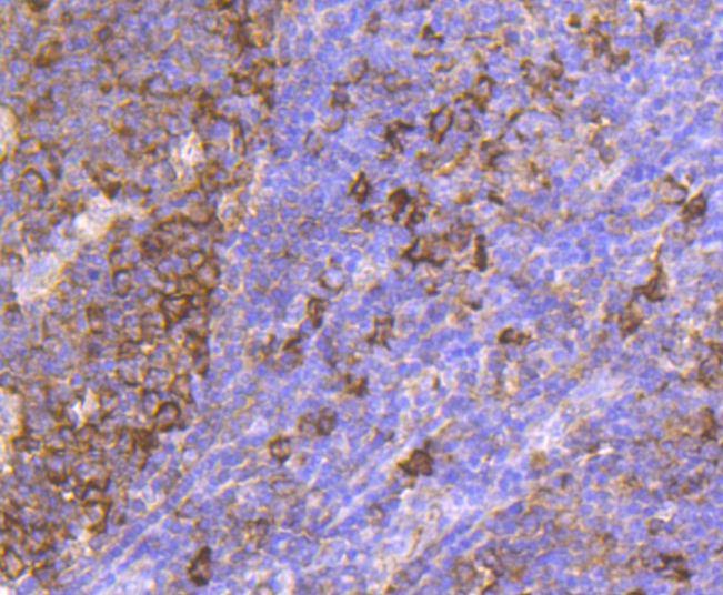 Anti-HSP90AB1 Antibody (4Y129)