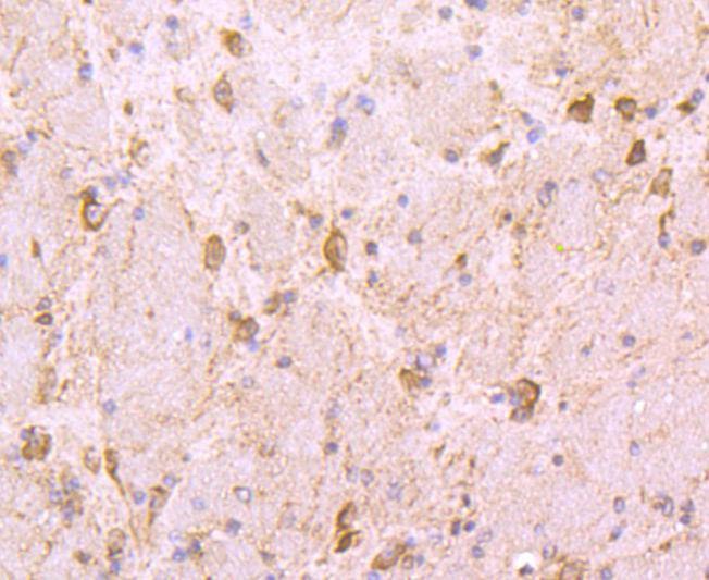 Anti-HSP90AB1 Antibody (4Y129)