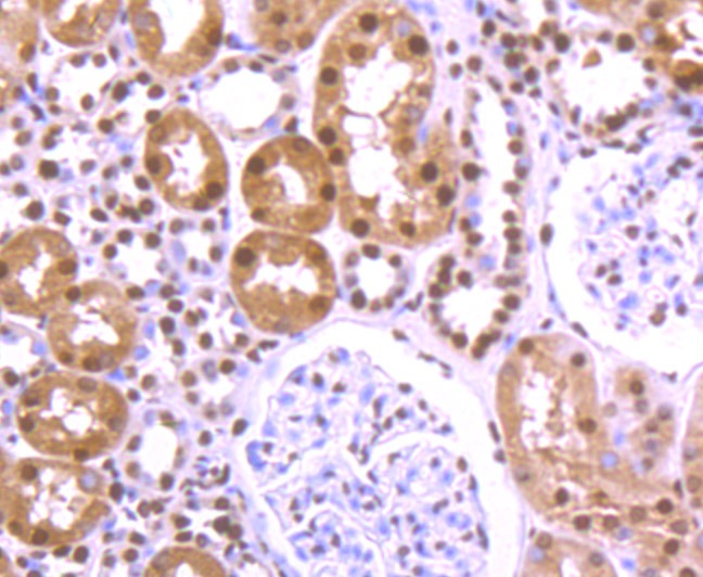 Anti-HNRNPU Antibody (9L701)