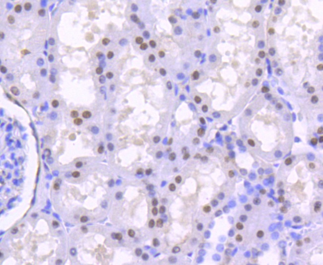Anti-HNF4A Antibody (1Y813)