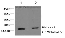 Anti-Tri-methyl-HIST1H3A (Lys79) Antibody (2B286)