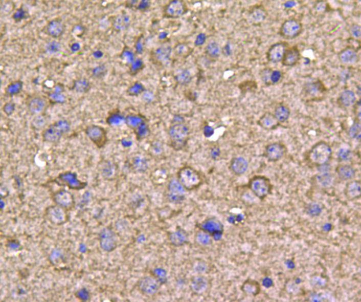 Anti-HSP90AB1 Antibody (2Q57)