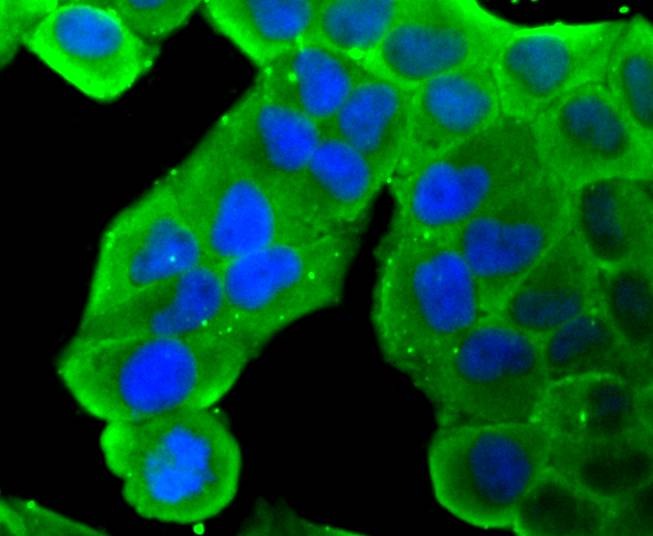 Anti-HSP90AB1 Antibody (4Y129)
