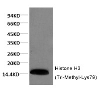 Anti-Tri-methyl-HIST1H3A (Lys79) Antibody (9Q142)