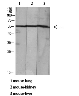 Anti-Acetyl-HNF-4α/γ (Lys127/79) Polyclonal Antibody