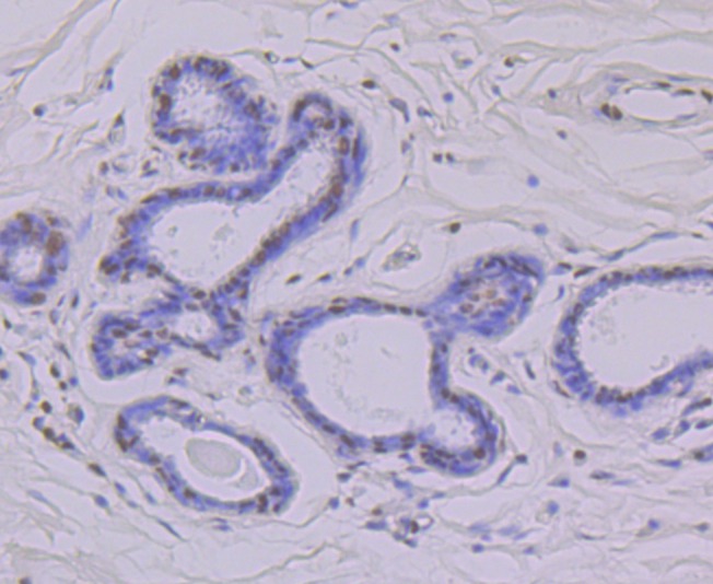 Anti-SYNCRIP Antibody (3C999)