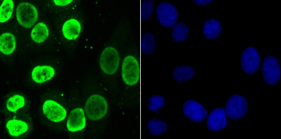Anti-HNRNPU Antibody (9L701)
