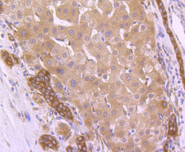 Anti-HSP90AB1 Antibody (4Y129)