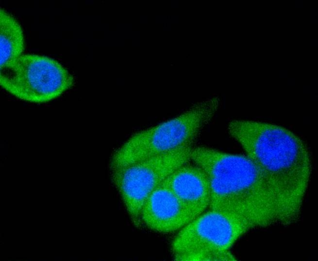 Anti-HSP90AA1 Antibody (7X71)