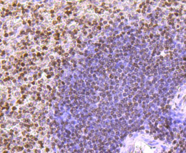 Anti-HIST1H3A Antibody (9H443)
