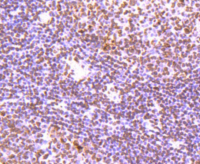 Anti-HIST1H3A Antibody (5X651)