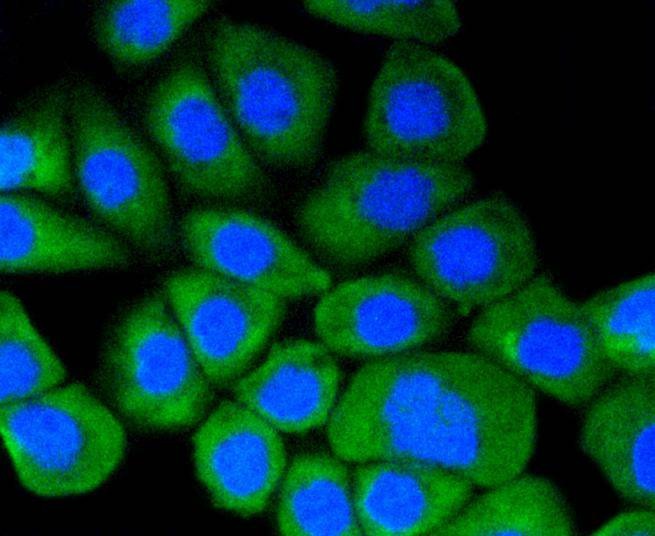 Anti-HSP90AA1 Antibody (7X71)