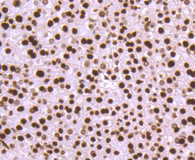Anti-HIST1H3A Antibody (5X651)