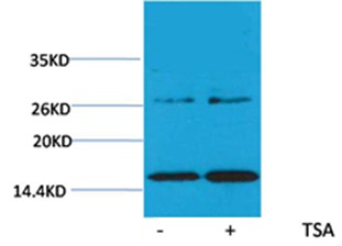 Anti-Acetyl-HIST1H3A (Lys14) Polyclonal Antibody
