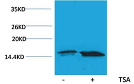 Anti-Acetyl-HIST1H3A (Lys56) Polyclonal Antibody