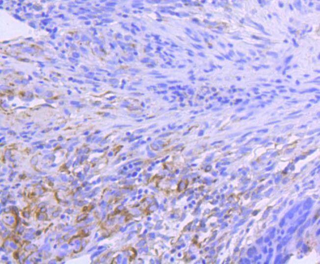 Anti-HSP90AA1 Antibody (7X71)