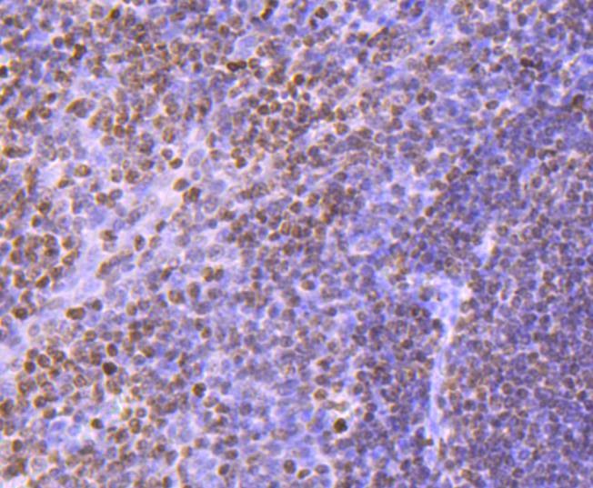 Anti-HIST1H3A Antibody (9H443)