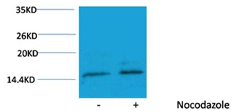 Anti-Phospho-HIST1H3A (Ser10) Polyclonal Antibody 2