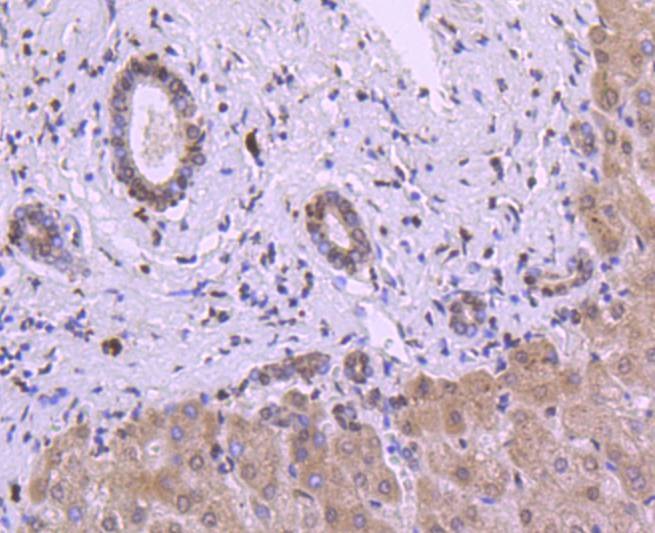 Anti-HIST1H3A Antibody (9H443)