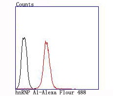 Anti-HNRNPA1 Antibody (4Q19)