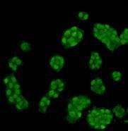 Anti-Mono-methyl-HIST1H3A (Lys4) Polyclonal Antibody