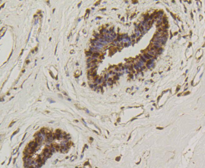 Anti-HSP70 Antibody (7N158)
