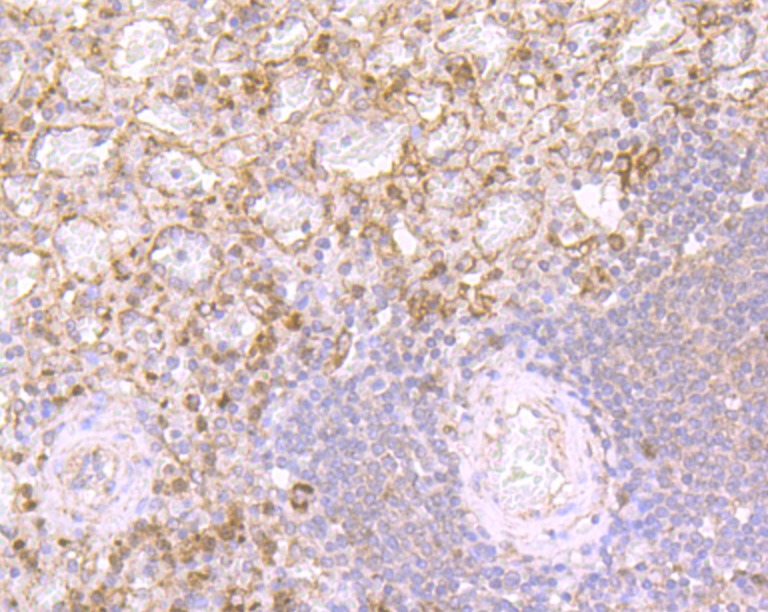 Anti-DEFA1 Antibody (4M838)