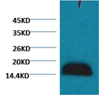 Anti-HIST1H3A Antibody (6Z177)