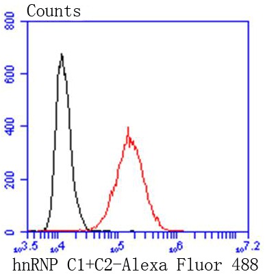 Anti-HNRNPC Antibody (2T80)