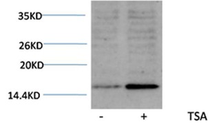 Anti-Acetyl-HIST1H3A (Lys18) Polyclonal Antibody