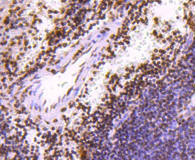 Anti-HIST1H3A Antibody (5X651)