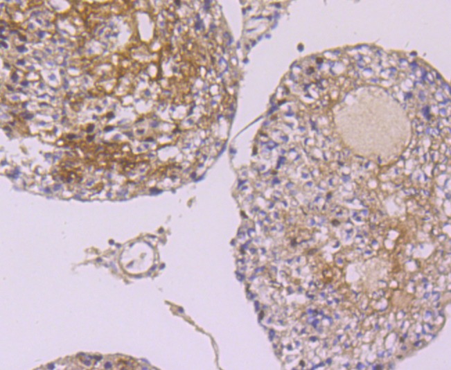 Anti-HNRNPA1 Antibody (4Q19)