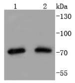 Anti-TRAP1 Antibody (7L444)