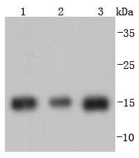 Anti-HIST1H3A Antibody (5X651)