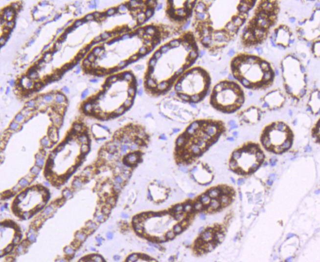 Anti-HSPD1 Antibody (4J857)