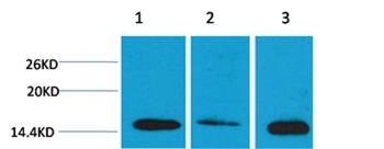 Anti-Di-methyl-HIST1H3A (Lys4) Polyclonal Antibody