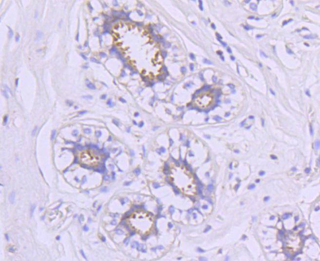 Anti-HSP90AA1 Antibody (7X71)