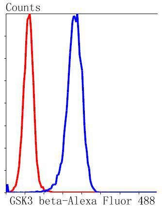Anti-GSK3B Antibody (1A830)
