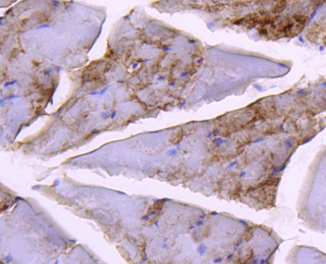 Anti-GYS1 Antibody (7U169)