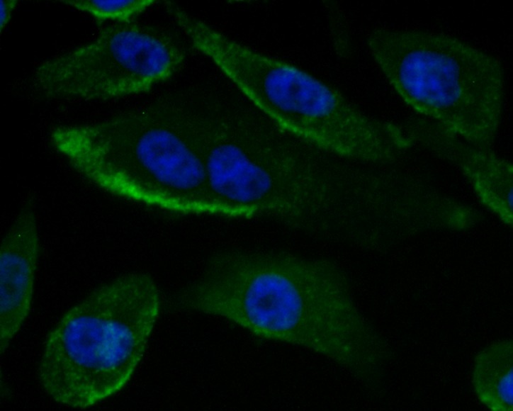 Anti-Gp83 Antibody (5D307)